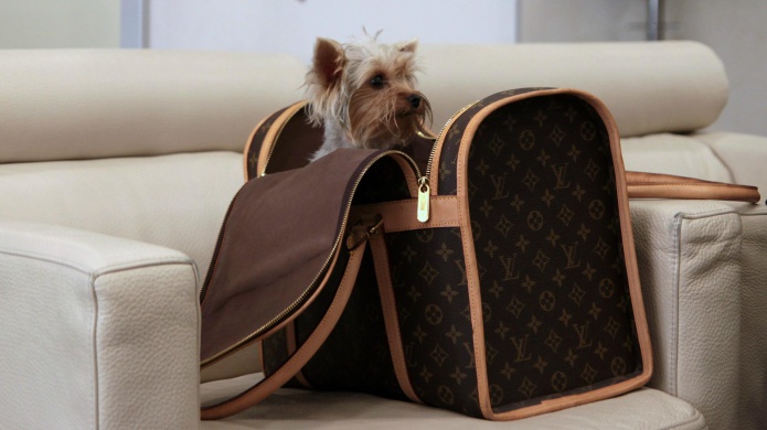 how-safe-are-your-pets-on-airplanes