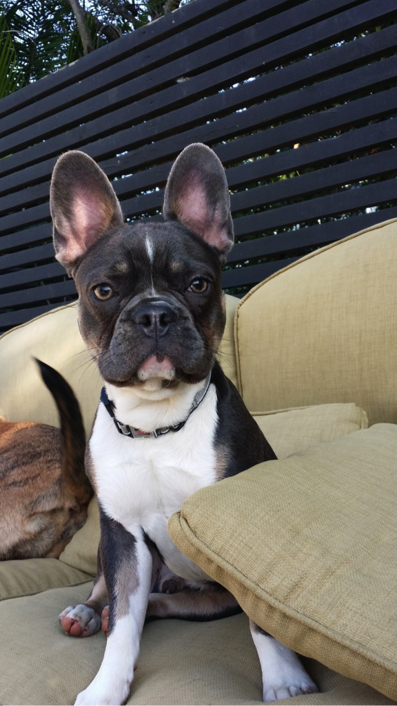 How to Potty Train a Puppy to Go Outside The Loved Dog