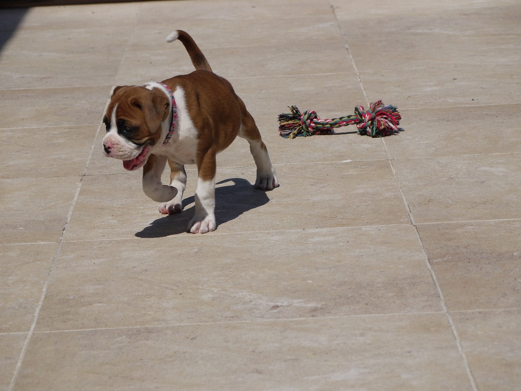How To Train A Boxer Puppy The Loved Dog