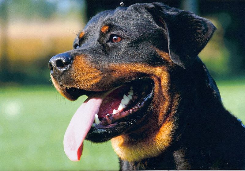 How to Train a Rottweiler. Private Dog Training in Los Angeles